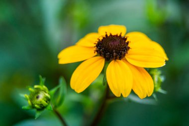 Üç loblu koni çiçeği, kahverengi gözlü Susan, ince yapraklı koni çiçeği veya rudbeckia triloba bahçede