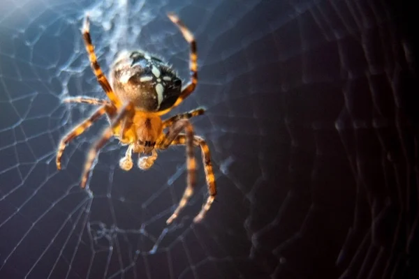 La especie araña Araneus diadematus es comúnmente llamada araña de jardín europea, araña diadema, araña cruzada y tejedora de orbe coronada. — Foto de Stock