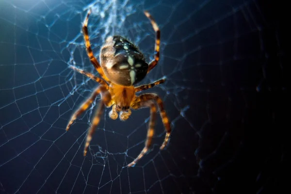 La especie araña Araneus diadematus es comúnmente llamada araña de jardín europea, araña diadema, araña cruzada y tejedora de orbe coronada. — Foto de Stock