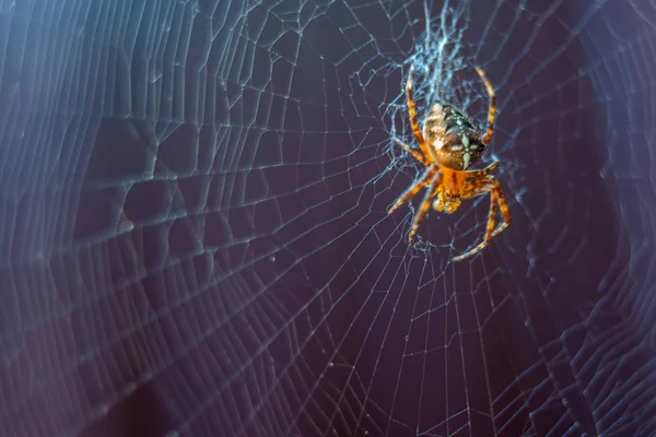 La especie araña Araneus diadematus es comúnmente llamada araña de jardín europea, araña diadema, araña cruzada y tejedora de orbe coronada. — Foto de Stock