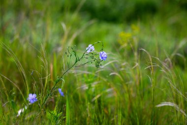 Flax çiçeklerinden oluşan parlak mavi bir çiçek ve onun karmaşık arka planda filizlenmesi. Dekoratif keten çiçekleri. Flax teknik kültürünün tarımsal alanı aktif çiçeklenme aşamasında