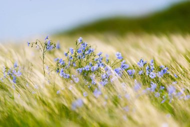 Flax çiçeklerinden oluşan parlak mavi bir çiçek ve onun karmaşık arka planda filizlenmesi. Dekoratif keten çiçekleri. Flax teknik kültürünün tarımsal alanı aktif çiçeklenme aşamasında