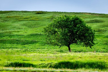 Kırsal bir alanda güzel bir yaz günü. Yalnız bir ağaç, bitkiler ve yeşil çimile bir alan.