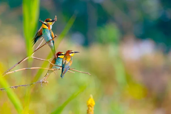 Abelha-comedora europeia ou Merops apiaster, aves empoleiradas no ramo — Fotografia de Stock