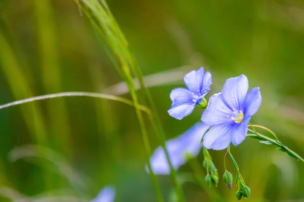 Bright delicate blue flower of ornamental flower of flax and its shoot against complex background. Flowers of decorative flax. Agricultural field of flax technical culture in stage of active flowering — Stock Photo, Image