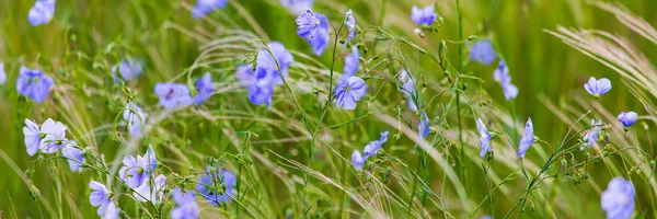 Leuchtend zarte blaue Blume der Zierblume des Flachs und sein Austrieb vor komplexem Hintergrund. Blumen aus dekorativem Flachs. Landwirtschaftlicher Bereich der technischen Flachs-Kultur im Stadium der aktiven Blüte — Stockfoto