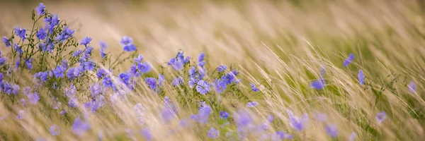 Flax çiçeklerinden oluşan parlak mavi bir çiçek ve onun karmaşık arka planda filizlenmesi. Dekoratif keten çiçekleri. Flax teknik kültürünün tarımsal alanı aktif çiçeklenme aşamasında