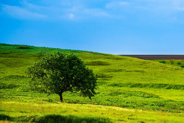 Um belo dia de verão em uma área rural. Um campo com uma árvore solitária, plantas e grama verde . — Fotografia de Stock