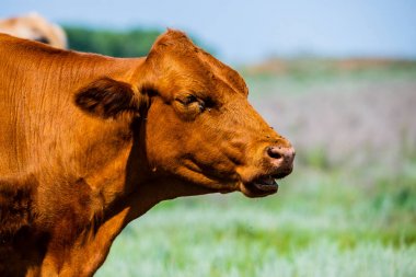 Kırmızı kahverengi beyaz inek güney bozkırında