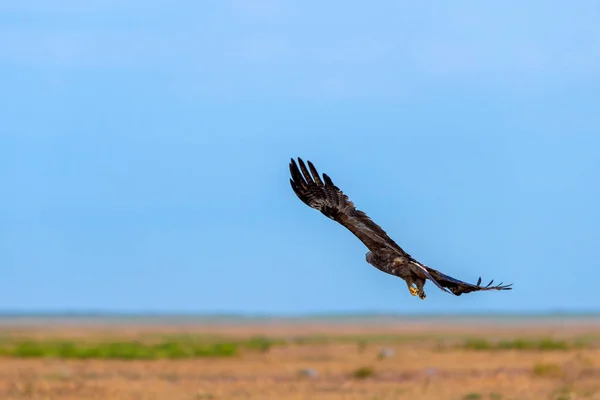 Політ Степового орла або Aquila nipalensis — стокове фото