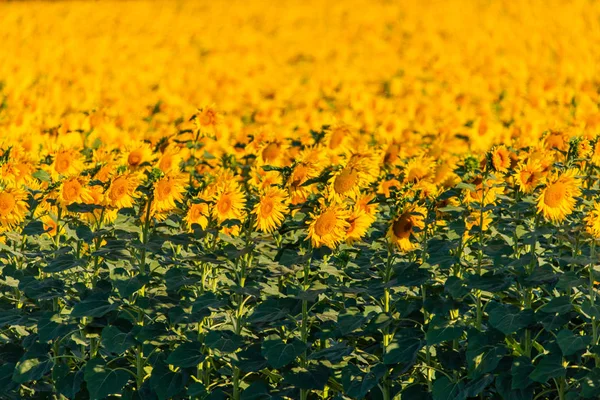 Underbar panoramautsikt fält av solrosor på sommaren — Stockfoto