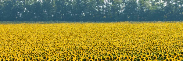 Underbar panoramautsikt fält av solrosor på sommaren — Stockfoto