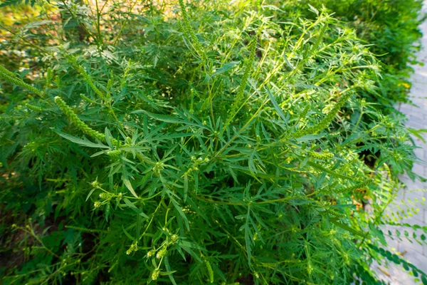 Ragweed-Büsche. Ambrosia artemisiifolia verursacht im Sommer und Herbst Allergien. Ambrosia ist ein gefährliches Unkraut. Seine Pollen lösen während der Blüte eine starke Allergie im Mund aus — Stockfoto