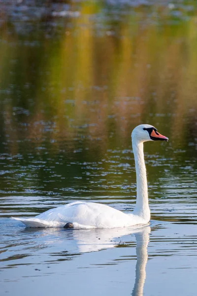 Cisne blanco en el agua del estanque — Foto de Stock