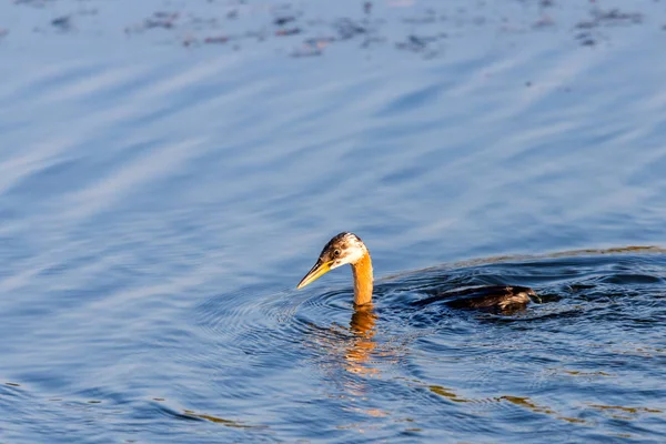 Il giovane grande grebe crestato o Podiceps cristatus nuota in una bella acqua blu — Foto Stock