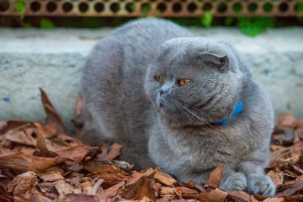 Schotse kat met pantoffels, grijs met grote gele ogen — Stockfoto