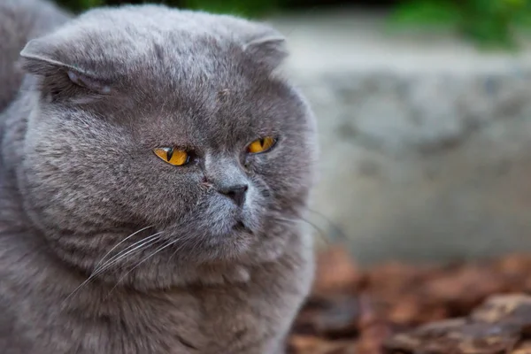 Lop-ušaté skotské kočky, šedé s velkýma žlutýma očima — Stock fotografie