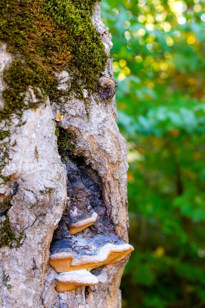 Chaga grzyb lub Inonotus obliquus na pniu drzewa na tle zielonych liści Letnich. — Zdjęcie stockowe