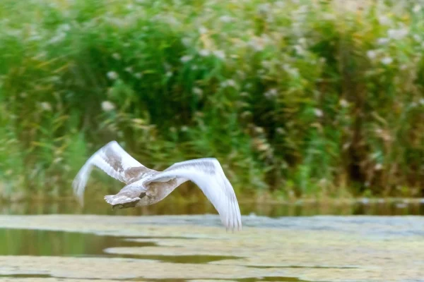 Gri kuğu kuğunun gölünde uçuyor.. — Stok fotoğraf