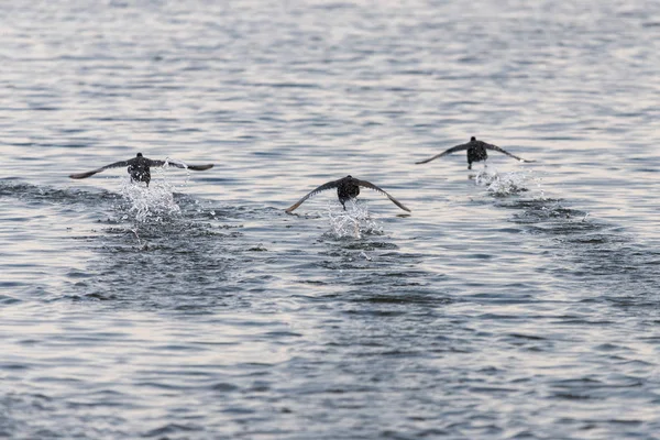 Os coots Eurasian ou Fulica atra que funcionam na água da lagoa ou do lago — Fotografia de Stock