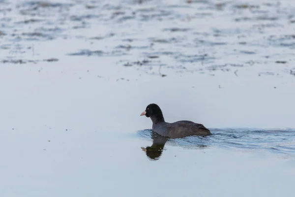 Eurasian Coot or Fulica atra — Stock Fotó