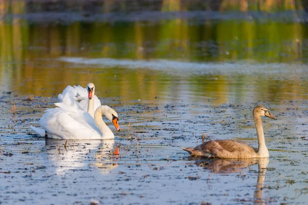 Una familia de cisnes nadando en el lago donde un adulto es el Cisne Blanco de los padres. Uno grande pero todavía en el plumaje gris del cisne pequeño — Foto de Stock