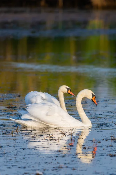 Two white swans on a lake — Zdjęcie stockowe