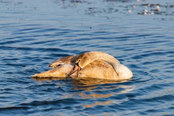 Jeune cygne gris muet ou Cygnus olor nageant sur l'eau — Photo