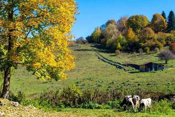 Плямиста корова випасує на красивому зеленому лузі на блакитному небі — стокове фото