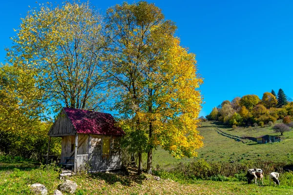 Foltos tehén legelő ellen, blue sky gyönyörű zöld réten — Stock Fotó