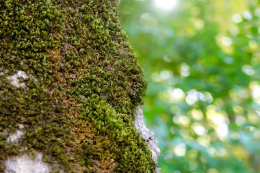 Yosunla kaplı kütük