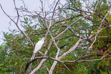 Batı resif balıkçıl ya da Egretta gularis vahşi doğada
