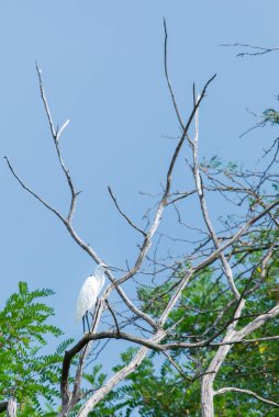 Batı resif balıkçıl ya da Egretta gularis vahşi doğada