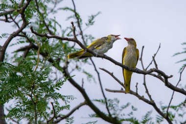 Genç Avrasya Altın Oriole veya Oriolus oriolus yavruları besler.