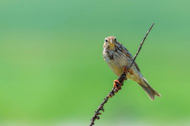 Mısır Bunting veya Miliaria Calandra doğal ortamında.