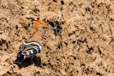 Avrasyalı Hoopoe veya Yaygın Hoopoe veya Upupa dikenli saçlı güzel kahverengi kuşu, güzel ibikli kuşu ele geçirir..