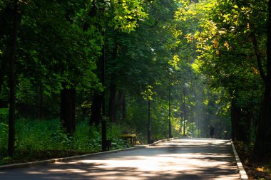 Şehir parkında Yeşil Ağaçlı Yürüyüş Yolu. Park 'taki Güzel Sokak.