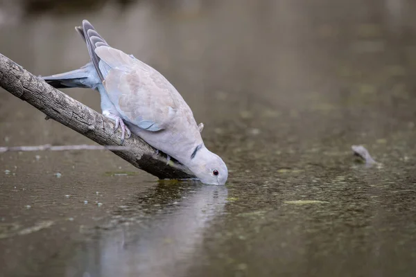 Collared Dove Streptopelia Decaocto Branch Drink Dirty Water — Stock Photo, Image