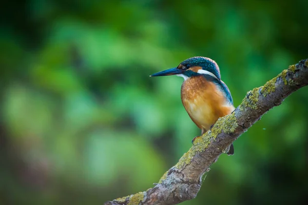 Common European Kingfisher Alcedo Atthis Sits Stick River Hunting Fish — Stock Photo, Image