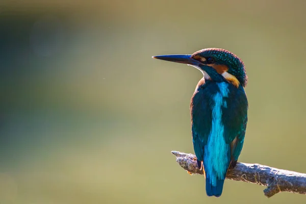 Kingfisher Europeu Comum Alcedo Atthis Senta Pau Acima Rio Caça — Fotografia de Stock