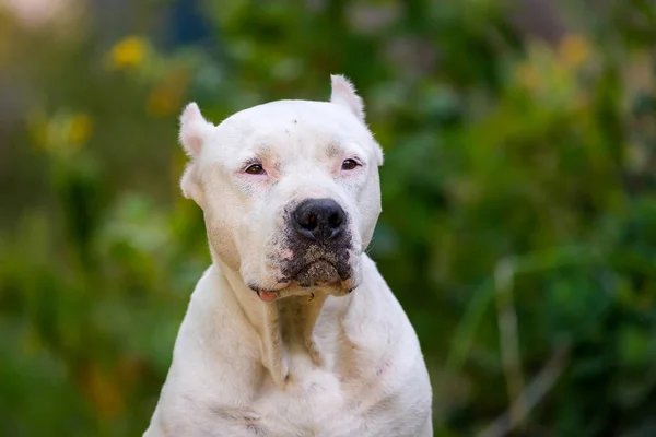 Closeup portrait of staffordshire terrier. American staffordshire in garden or park.