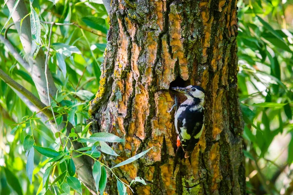 Suriyeli Ağaçkakan Dendrocopos Syriacus Deliğinin Yanındaki Ağaçta Kapatın — Stok fotoğraf