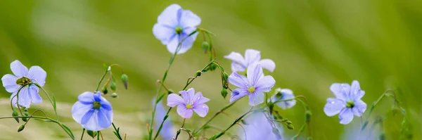 Bright Delicate Blue Flower Ornamental Flower Flax Its Shoot Complex — Stock Photo, Image