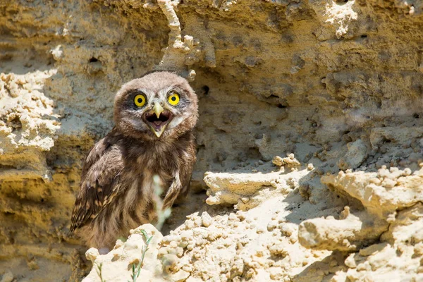 Kleine Uil Athene Noctua Grond Bij Nest — Stockfoto