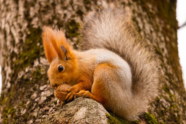 Ein Wildes Eichhörnchen Einem Kalten Sonnigen Herbsttag Gefangen Lustig Süße — Stockfoto