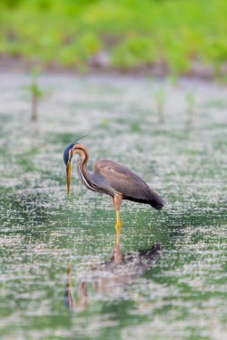 Mor balıkçıl veya ardea purpurea bir göl veya gölde avlanıyor..