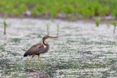 Mor balıkçıl veya ardea purpurea bir göl veya gölde avlanıyor..