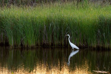 Gölette beyaz balıkçıl. Doğadaki vahşi hayat