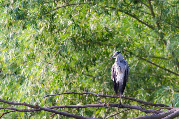 Hérons Gris Debout Sur Une Branche Hérons Gris Hérons Communs — Photo