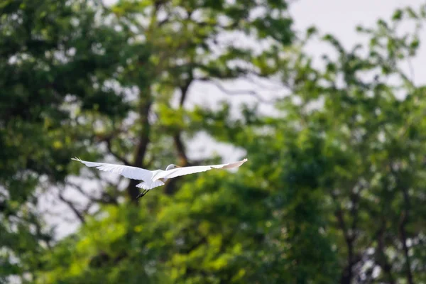 Witte Reiger Vlucht Wilde Dieren Natuur — Stockfoto